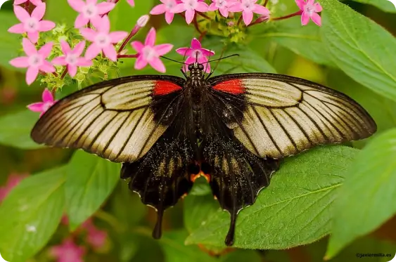 The Butterfly Park