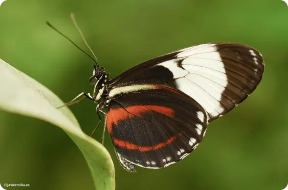 The Butterfly Park